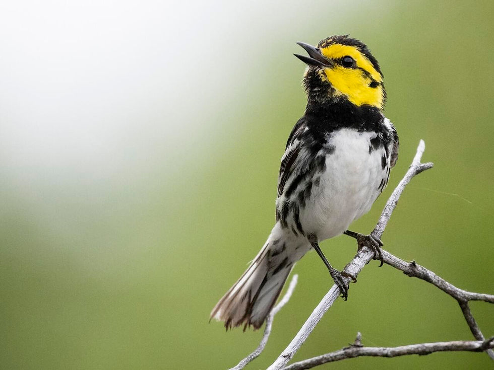 Golden Cheeked Warbler