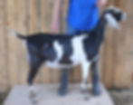 Chilako IP Pieridae Aderes (EX 90)