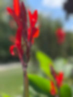 Red canna lilies blooming in the gardens at The Black Swamp Bunkhouse.