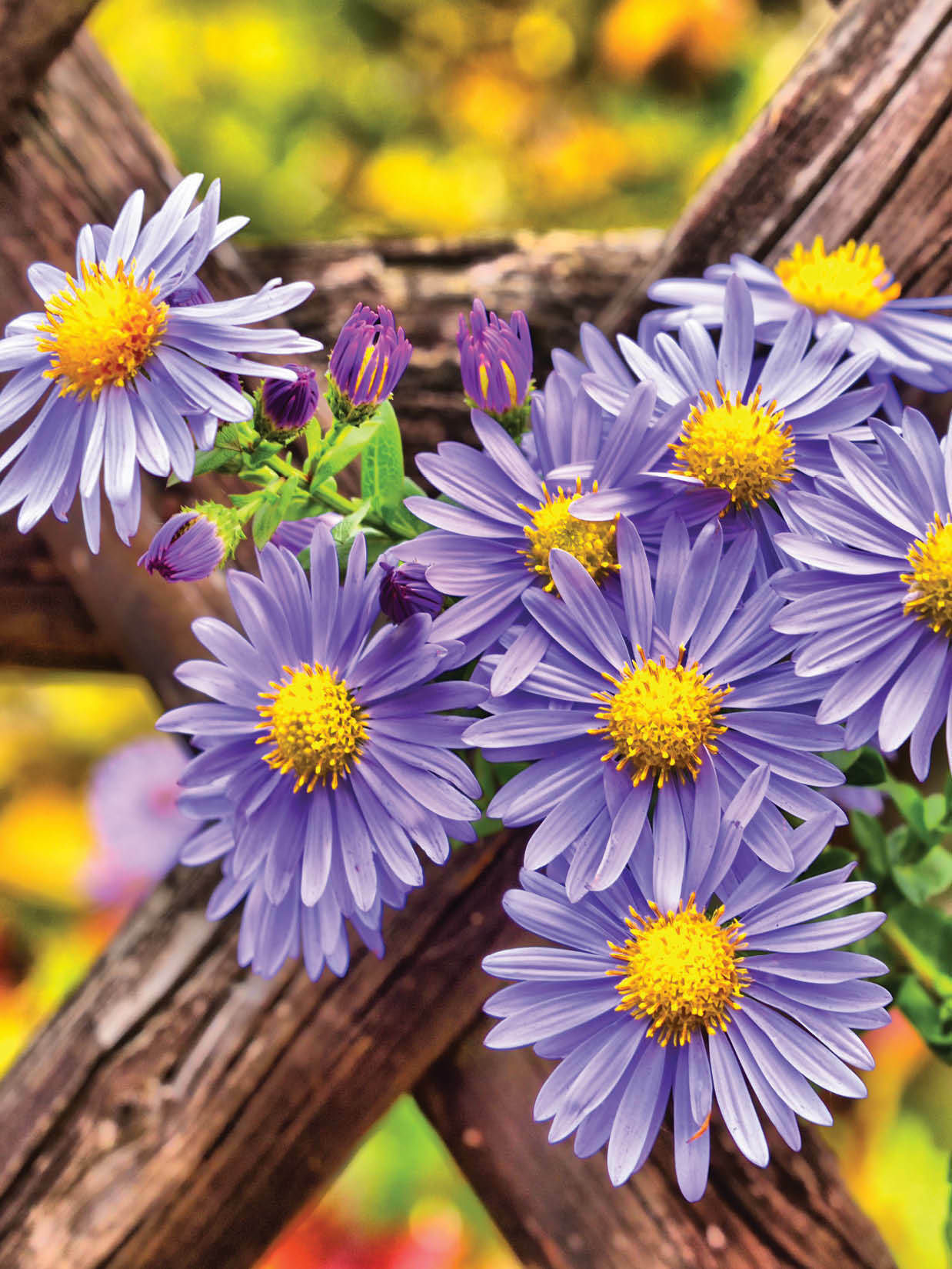 BLNote074   Blank General Boxed Notecard