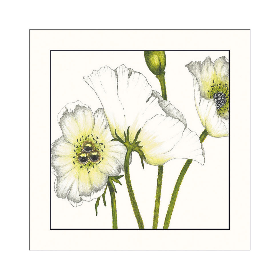 Thumbnail: GGE003 - Ivory Poppy