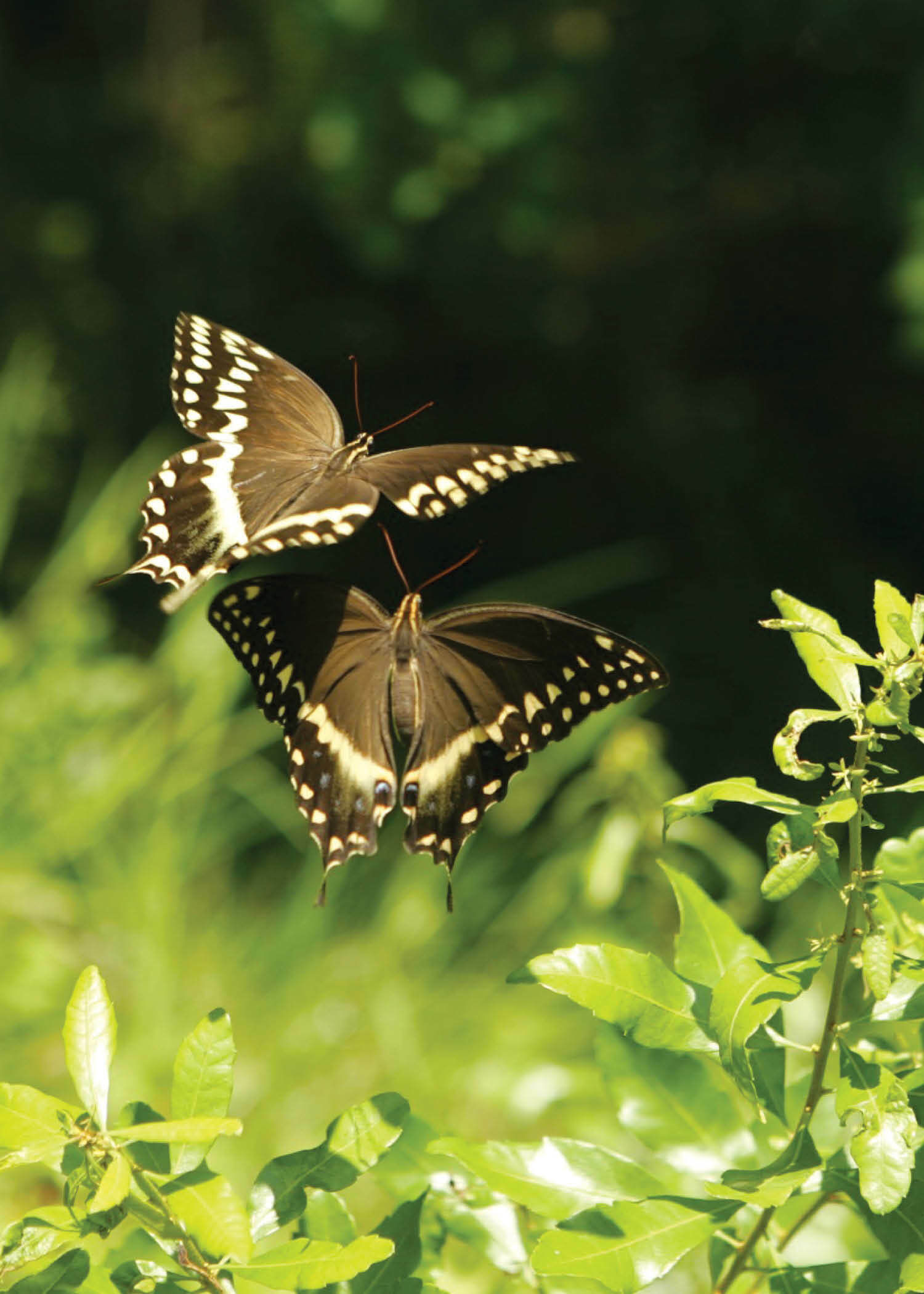 BLCard078   Blank General Card