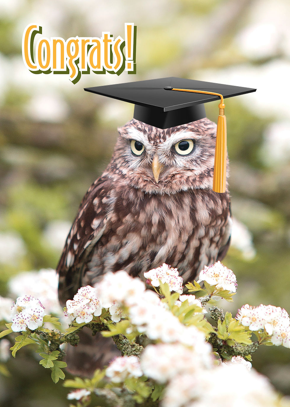 Thumbnail: FRS4452 Graduation Card