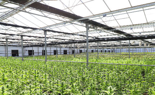 Beat the Heat: A Common-Sense Guide for MN Cannabis Industry
