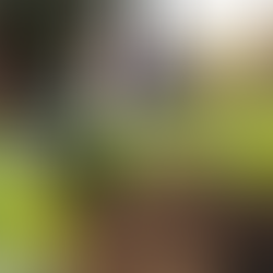 Making a Positive Local Impact: How to Contribute Locally and Strengthen Your Community