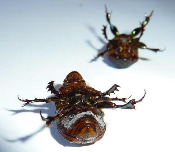 Onitis aygulus dungbeetlessw