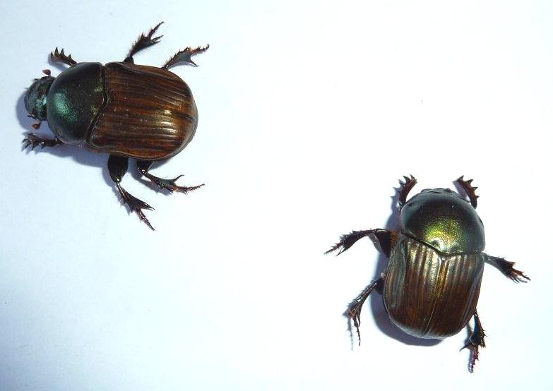 Onitis aygulus dungbeetlessw