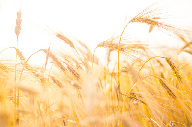 wheat-close-up_1182-879.jpg