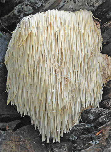 Thumbnail: Lion's Mane