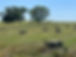IMG_0442.jpeg