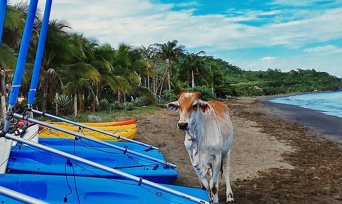 Swim with whale sharks in Mexico for a truly magical experience.