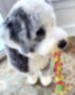 Thumbnail: Dog biting Small 11" Multi Natural Cotton Flosser Tug