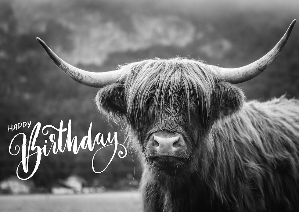 Highland Cow Birthday card