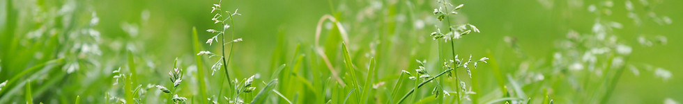 grass earth