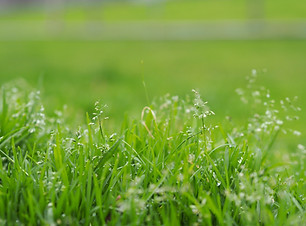 Blades of Grass