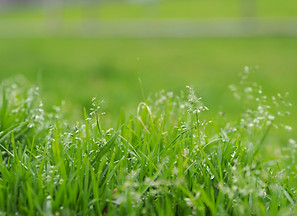Blades of Grass