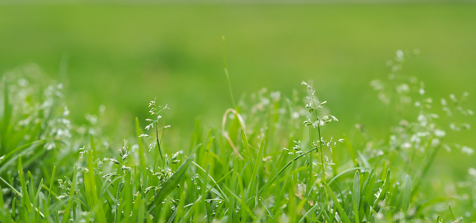 Blades of Grass