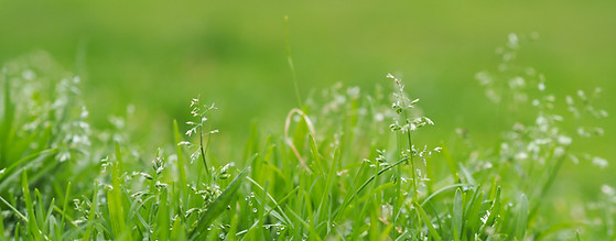 Blades of Grass