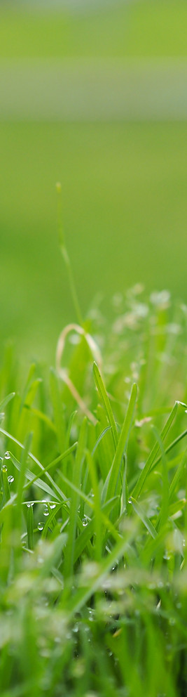 Blades of Grass