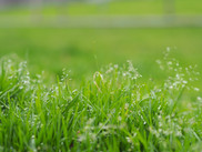 Blades of Grass