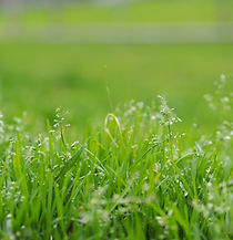 Blades of Grass