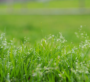 Blades of Grass