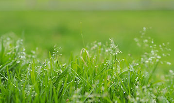 Blades of Grass