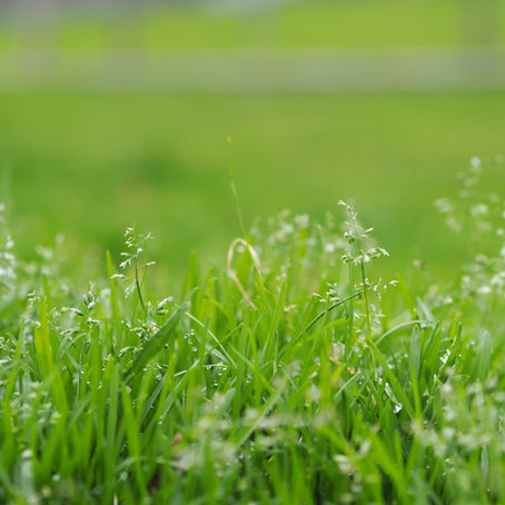Grass is (always) Greener (on the other side)..Well of course..