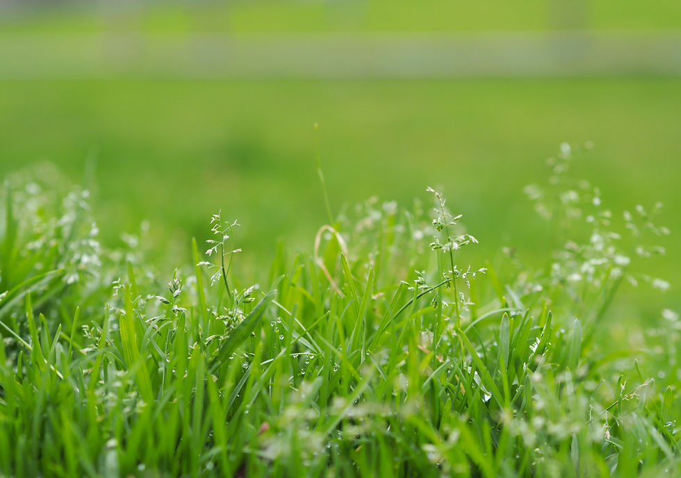 Close-Up Grass