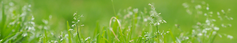 Blades of Grass