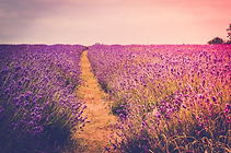 Pathway picture - Website.jpeg
