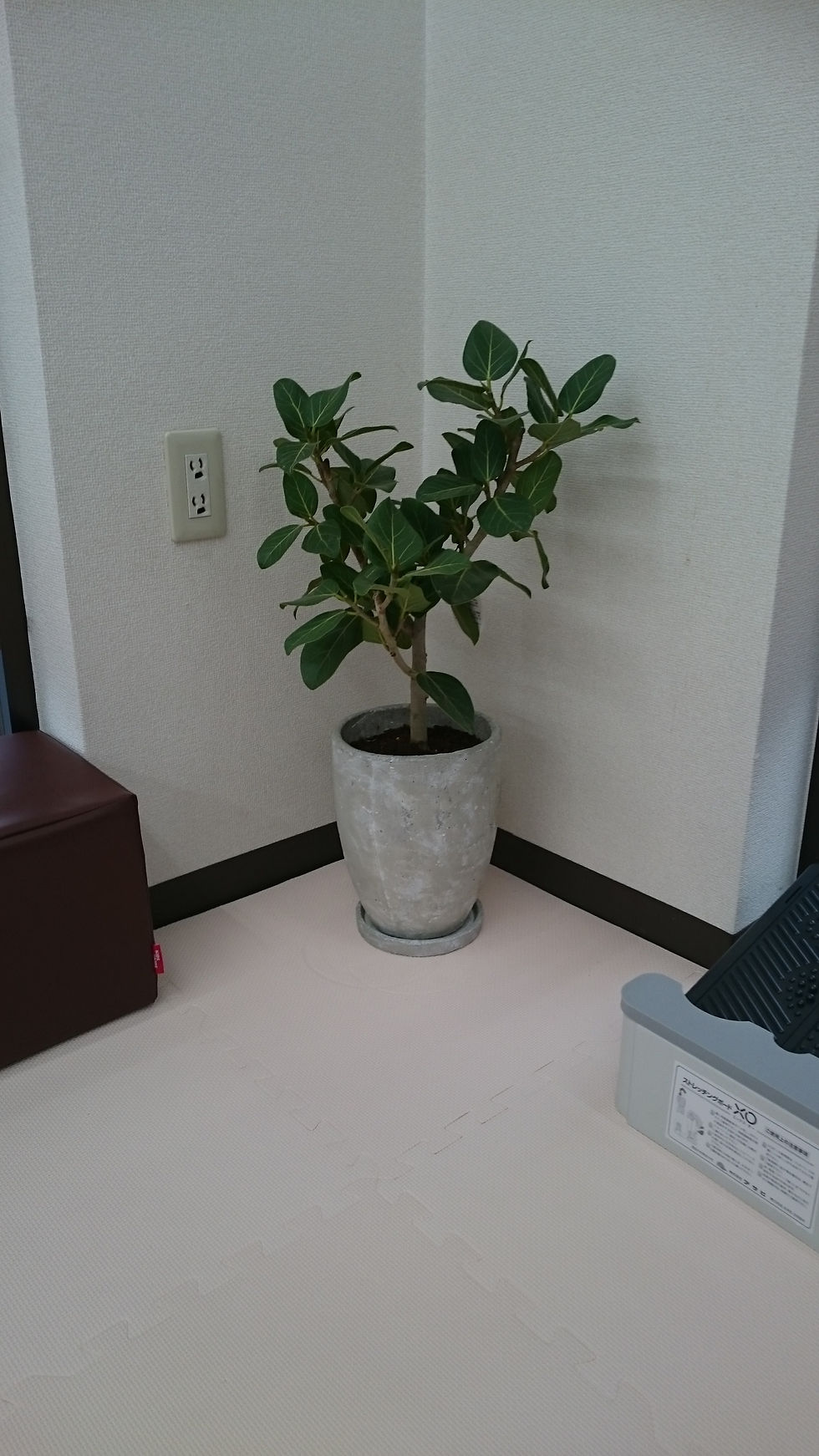 ベンガル菩提樹