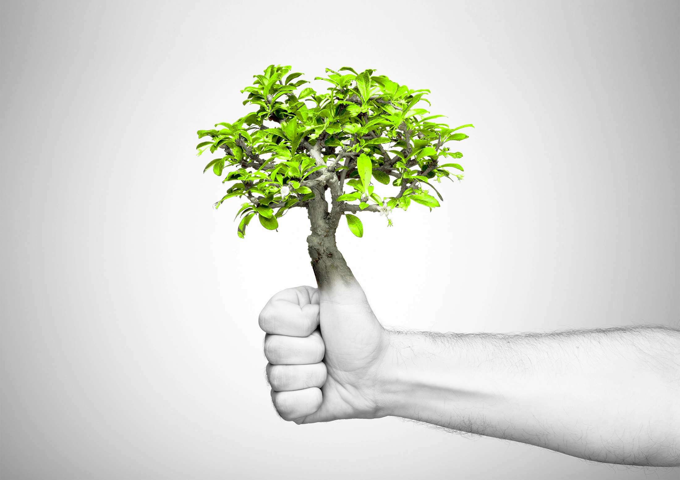 Environment image - tree growing out of thumb