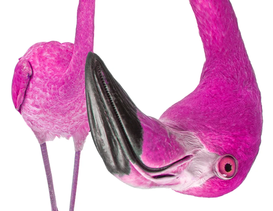 A pink flamingo bending down