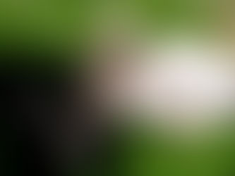 The Lilac litter is now 4 weeks old.