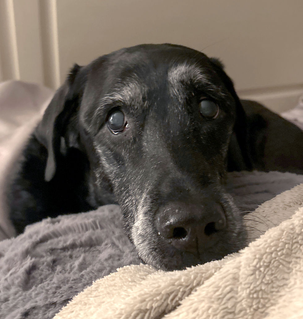 Bella