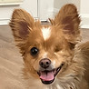 Pomeranian Mix Dog