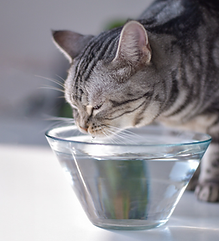 Gray Cat Drinking Water