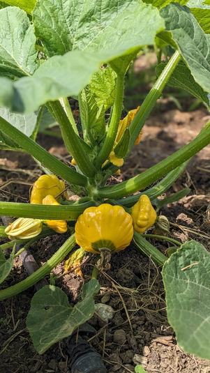 Trop de courgettes? Voici quelques idées de recettes étonnantes!