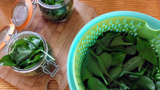 Ail des ours: toutes mes recettes préparer les feuilles et les boutons: pickles, pesto, beignet, etc