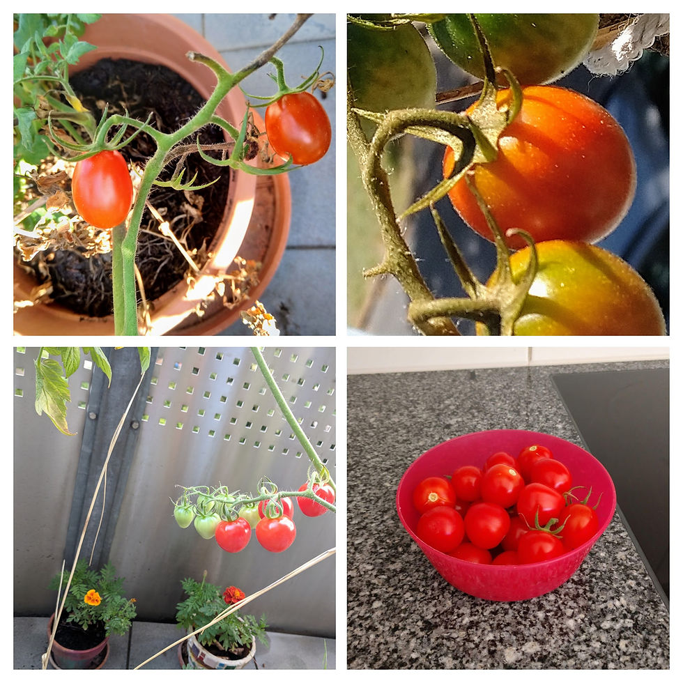 Délicieuses, ces tomates cerises
