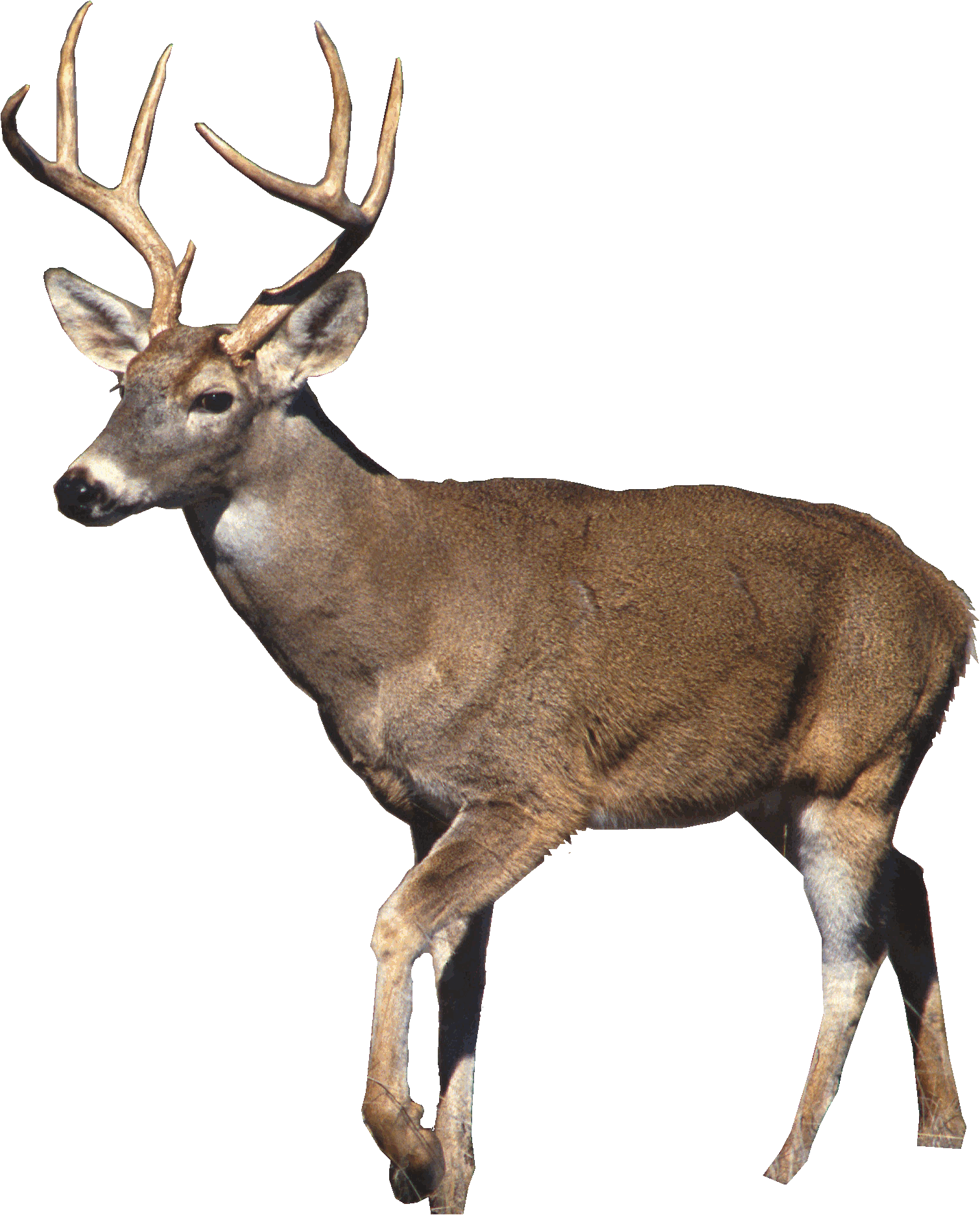 White-tailed_deer.gif