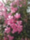 Oleander.jpg