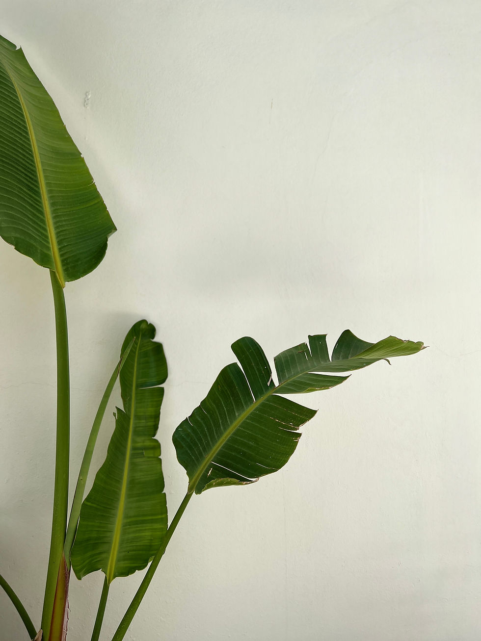 A lush green plant against a neutral wall, adding a touch of nature and tranquility to the Lux Laser & Skincare space.