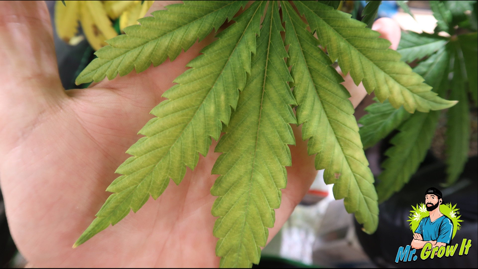Magnesium Deficiency in Cannabis Plants