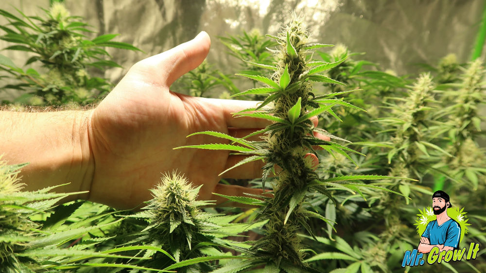 When To Harvest A Marijuana Plant