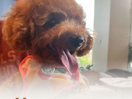 စားမယ်၊ ဆော့မယ်၊ စွာမယ်ပဲသိတဲ့ 𝗠𝗼𝗻𝗮 လေး🐶