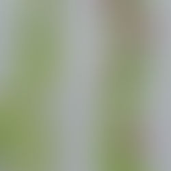 アサガオが咲きました！