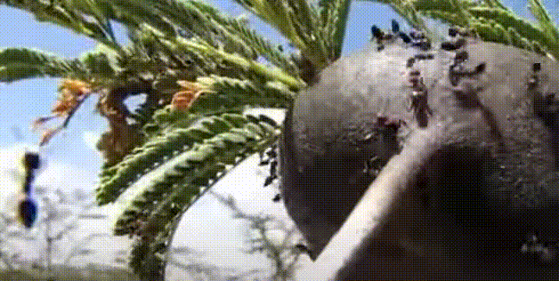 муравьи.gif