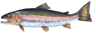 animated salmon.gif